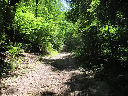盛夏